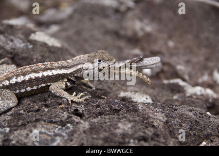 Galapagos Lava Eidechse essen kleine bemalte Locust Stockfoto