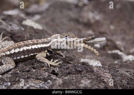 Galapagos Lava Eidechse essen kleine bemalte Locust Stockfoto