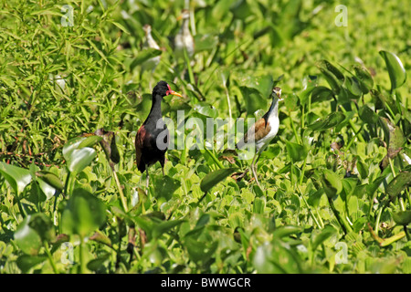 Wattled Blatthühnchen (Jacana Jacana) Erwachsener mit Jugendlichen im Feuchtgebiet Pantanal, Mato Grosso, Brasilien Stockfoto