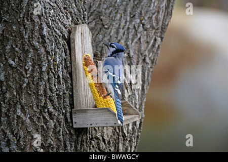 Blauhäher (Cyanocitta Cristata) Erwachsenen, Fütterung auf Mais am Garten Feeder, North Dakota, U.S.A., Herbst Stockfoto