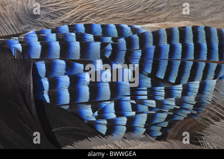 Eichelhäher (Garrulus Glandarius) Erwachsene, Nahaufnahme von Coverts, Flügelfedern, Spanien Stockfoto