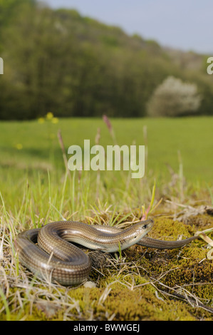 Chalcides Chalcides Echse Reptil Skink Wirbeltiere Weitwinkel Skink Skinke Reptil Reptilien Eidechse Eidechsen Tier Stockfoto