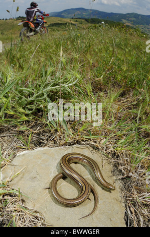 Chalcides Chalcides Italien Landschaft Echse Reptil Skink Wirbeltiere Weitwinkel Skink Skinke Reptil Reptilien Eidechse Eidechsen Stockfoto