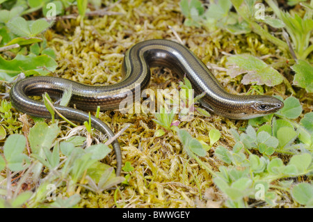 Chalcides Chalcides Reptil Sizilien Skink Skinke Reptil Reptilien Eidechse Eidechsen Tier "drei-toed" Europa Europäische Stockfoto