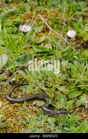 Chalcides Chalcides Skink Reptil Skink Skinke Reptil Reptilien Eidechse Eidechsen Tier "drei-toed" Europa Europäische Stockfoto