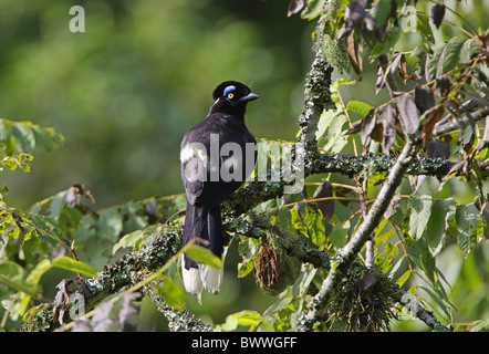 Plüsch-crested Jay (Cyanocorax Chrysops) Erwachsene, thront im Baum, Jujuy, Argentinien, Januar Stockfoto