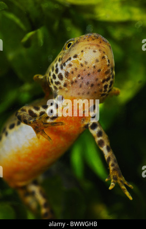 Mesotriton Alpestris Molch neotenischer jungen Amphibien Newt Molche Amphibien Amphibien Tier Europa Europäische Wildtiere Stockfoto