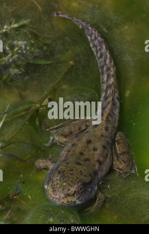 Grüner Frosch (Rana Clamitans) - Metamorphose Frosch zeigt Kaulquappe Tail und Frosch Gliedmaßen - New York - USA Stockfoto