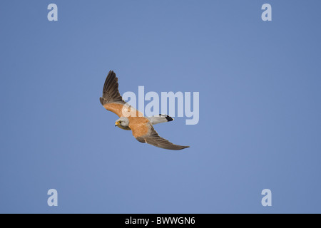 Geringerem Turmfalke (Falco Naumanni) Männchen im Flug, Spanien Stockfoto