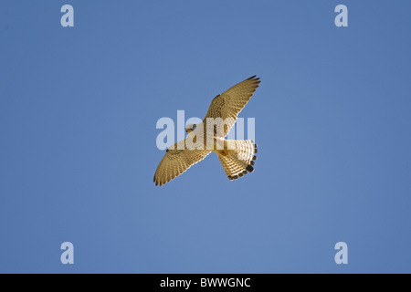 Geringerem Turmfalke (Falco Naumanni) Männchen im Flug, Spanien Stockfoto
