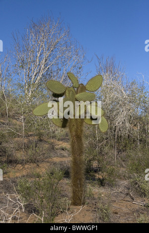 Giant Prickly Pear Cactus Santa Cruz Insel gefunden Stockfoto