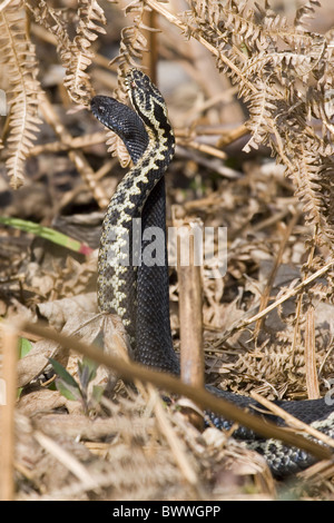 Europäische Kreuzotter (Vipera Berus) zwei männliche, normal und melanistische Formen, Ringen nach dem vor kurzem Austritt aus dem Ruhezustand, Stockfoto