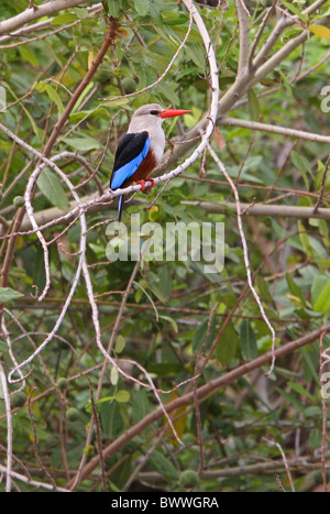 Grey-headed Kingfisher (Halcyon Leucocephala) Erwachsene, thront im Busch, Awash Nationalpark, Afar-Region, Äthiopien, april Stockfoto