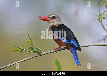 Grey-headed Kingfisher (Halcyon Leucocephala) Männchen, mit Grasshopper im Schnabel, thront auf Stamm, Samburu, Kenia Stockfoto