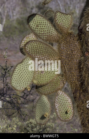 Opuntia Echios Var Gigantea gefunden Santa Cruz Stockfoto