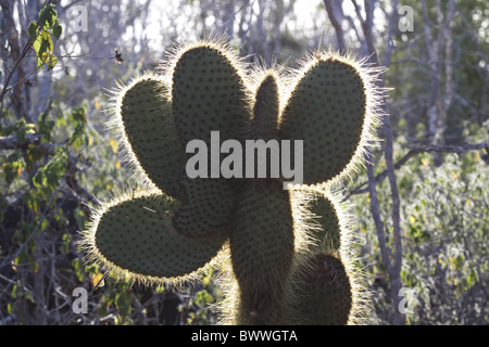 Opuntia Echios Var Gigantea gefunden Santa Cruz Stockfoto