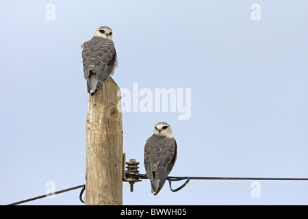 Schwarz-geschultert Kite (Elanus Caeruleus) zwei flügge Jungvögel, thront auf telegraph Pole und Draht, Extremadura, Spanien, kann Stockfoto