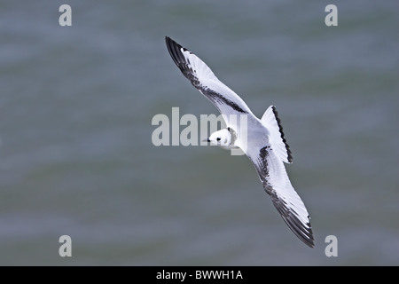 Dreizehenmöwe (Rissa Tridactyla) unreif, im Flug über Meer, Bempton Klippen RSPB Reserve, Yorkshire, England, Sommer Stockfoto