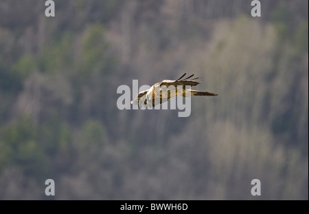 Bartgeier (sollten Barbatus) Erwachsenen, während des Fluges, Spanien Stockfoto