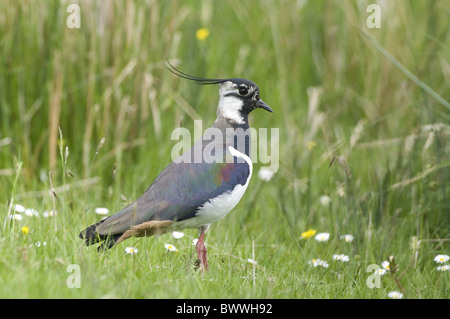 Nördlichen Kiebitz (Vanellus Vanellus) Männchen, stehend in Wiese, Teesdale, County Durham, England Stockfoto