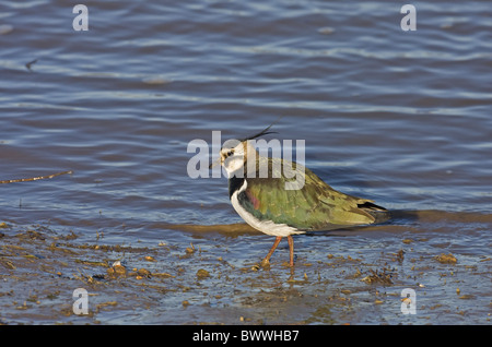 Nördlichen Kiebitz (Vanellus Vanellus) Erwachsenen, stehen am Rand des Wassers, Norfolk, England, winter Stockfoto