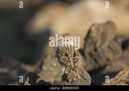 Geringerem Schlangenadler Lerche (Calandrella saniert) Erwachsene, thront auf Felsen, Lanzarote, Kanarische Inseln Stockfoto