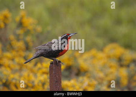 Long-tailed Meadowlark (Sturnella Loyca) Männchen, thront auf Post, Ginster blühen im Hintergrund, Falkland-Inseln Stockfoto