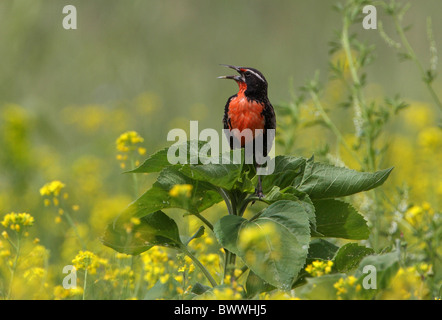 Long-tailed Meadowlark (Sturnella Loyca) Männchen, singen, gehockt Werk in Ackerfläche, Jujuy, Argentinien, Januar Stockfoto