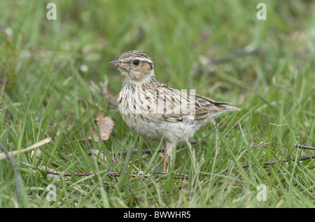 Heidelerche (Lullula Arborea) Erwachsenen, Nestsite auf Boden, Hampshire, England zu verlassen Stockfoto