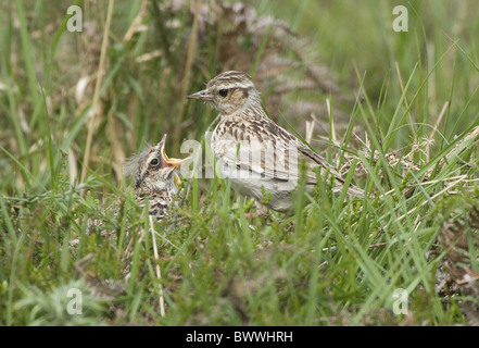 Heidelerche (Lullula Arborea) Erwachsenen, Fütterung der jungen Küken, Hampshire, England Stockfoto