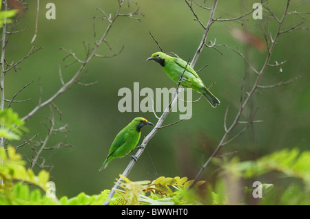 Golden-fronted Leafbird (Chloropsis Aurifrons) Erwachsenen paar, thront auf Stamm im Regenwald, Chaloem Phrakiat N.P., westliche Thailand, kann Stockfoto