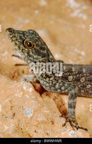 Endemismus Gecko wirbellose Tiere Porträt Pristurus Insignoides Reptil Socotra Wirbeltiere Jemen Tier Reptil Reptilien Stockfoto