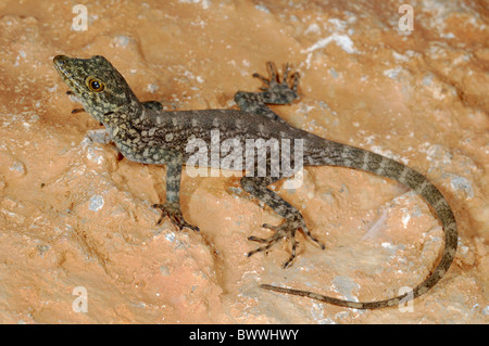 Pristurus Insignoides Gecko endemische Sokotra Jemen Reptilien Wirbeltiere Tier Reptil Reptilien Eidechse Eidechsen gecko Stockfoto