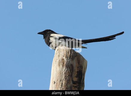 Gemeinsamen Elster (Pica Pica Baktrien) Erwachsene, thront auf Holzpfosten, Provinz Almaty, Kasachstan, Juni Stockfoto