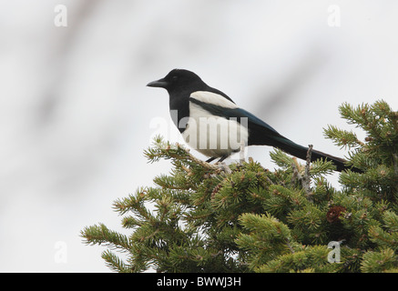 Gemeinsamen Elster (Pica Pica Baktrien) Erwachsenen thront in Kiefer auf verschneiten Bergen, Ili-Alatau N.P., Almaty, Kasachstan, kann Stockfoto