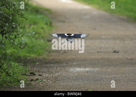 Gemeinsamen Elster (Pica Pica) Erwachsener, im Flug über Waldweg, Hertfordshire, England, kann Stockfoto