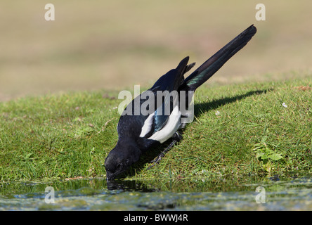 Gemeinsamen Elster (Pica Pica) unreif, trinken am Rand des Teiches, Norfolk, England, september Stockfoto