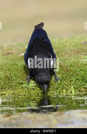 Gemeinsamen Elster (Pica Pica) unreif, trinken am Rand des Teiches, Norfolk, England, september Stockfoto