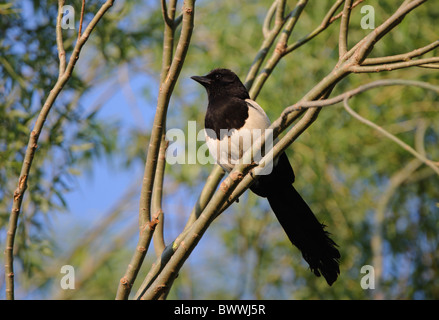 Gemeinsamen Elster (Pica Pica Sericea) "Koreanisch Elster", Erwachsene, thront im Baum, Bejing, China, Mai Stockfoto