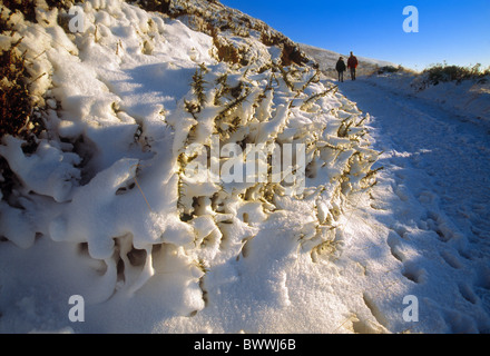 Zwei Wanderer auf dem Offas Dyke Trail nach starkem Schneefall. Schnee bedeckt die Ginster Bracken und Fußweg. Denbighshire Wales UK Stockfoto