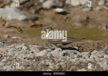 Eurasische Felsenschwalbe (Ptyonoprogne Rupestris)-Erwachsene, sammeln Schlamm für Nestbau, Lesbos, Griechenland, april Stockfoto