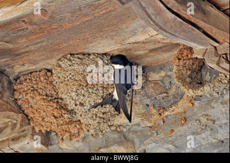 Mehlschwalbe (Delichon Urbica) Erwachsenen am Nest unter Vordach des Gebäudes, in der mittelalterlichen Stadt, Ainsa, Pyrenäen, Spanien, kann Stockfoto