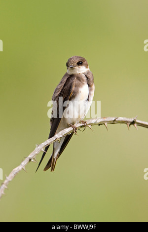 Sand Martin (Riparia Riparia) Erwachsenen gehockt Bramble Stamm, Minsmere RSPB Reserve, Suffolk, England, Sommer Stockfoto