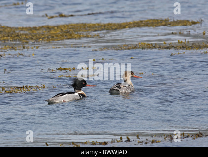 Red-breasted Prototyp Mergus Serrator männliche und weibliche Stockfoto