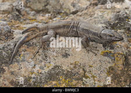 Boettger Eidechse (Gallotia Caesaris Gomerae) Erwachsene, mit zwei endete Schweif, verformt Nachwachsen der Schuppen Schweif, La Gomera, Kanarische Stockfoto