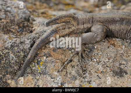 Boettger Eidechse (Gallotia Caesaris Gomerae) Erwachsenen, close-up der beiden endete Rute verformt Nachwachsen der Schuppen Schweif, La Gomera, Stockfoto