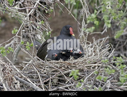 Gemeinsamen Teichhuhn (Gallinula Chloropus) Männchen geschlüpft neu Brüten Küken im Nest, Staffordshire, England, april Stockfoto