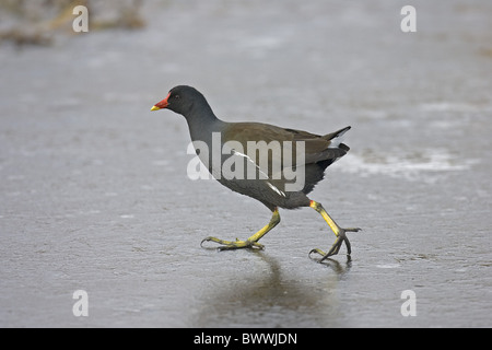 Gemeinsamen Teichhuhn (Gallinula Chloropus) Erwachsenen, zu Fuß auf Eis, Norfolk, England, winter Stockfoto