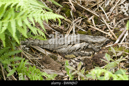 Eurasische Ziegenmelker (Caprimulgus Europaeus) Erwachsenen, sitzen auf Nest, getarnt auf Boden, Sussex, England Stockfoto