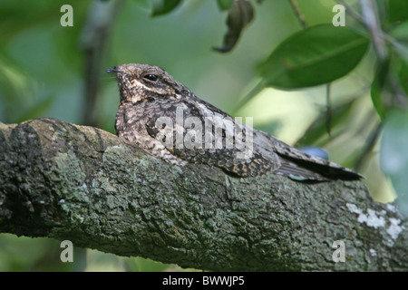 Grau-Ziegenmelker (Caprimulgus Indicus) Erwachsenen, Schlafplatz auf Zweig, Maem See, Goa, Indien, november Stockfoto